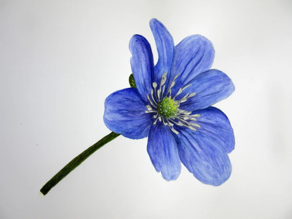 Blue Anemone MD 160520 Blue Anemone MD 160520
