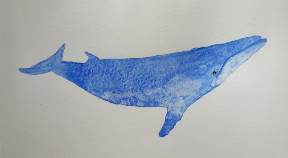 Blue Whale MD 300421 Blue Whale MD 300421
