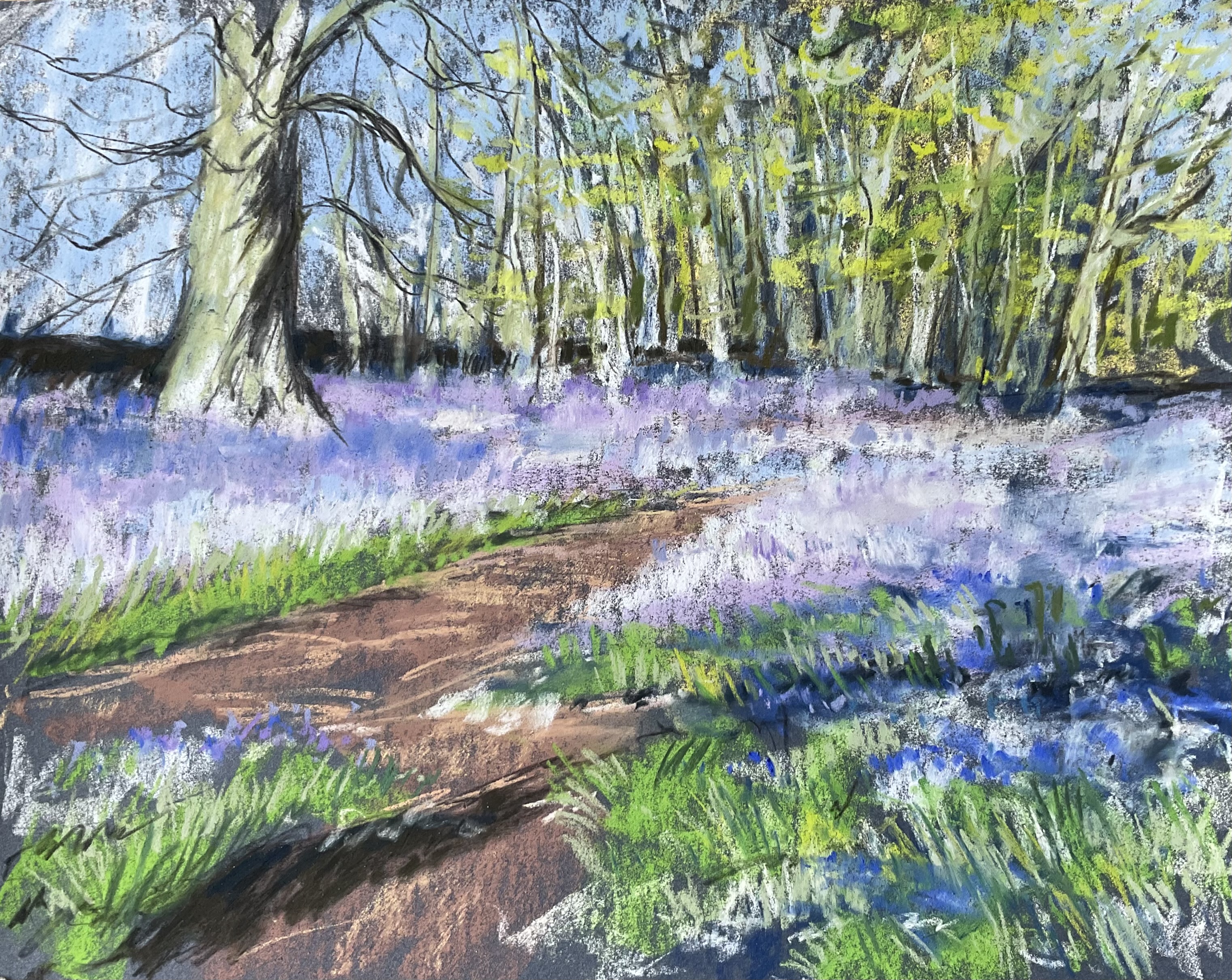 Bluebells