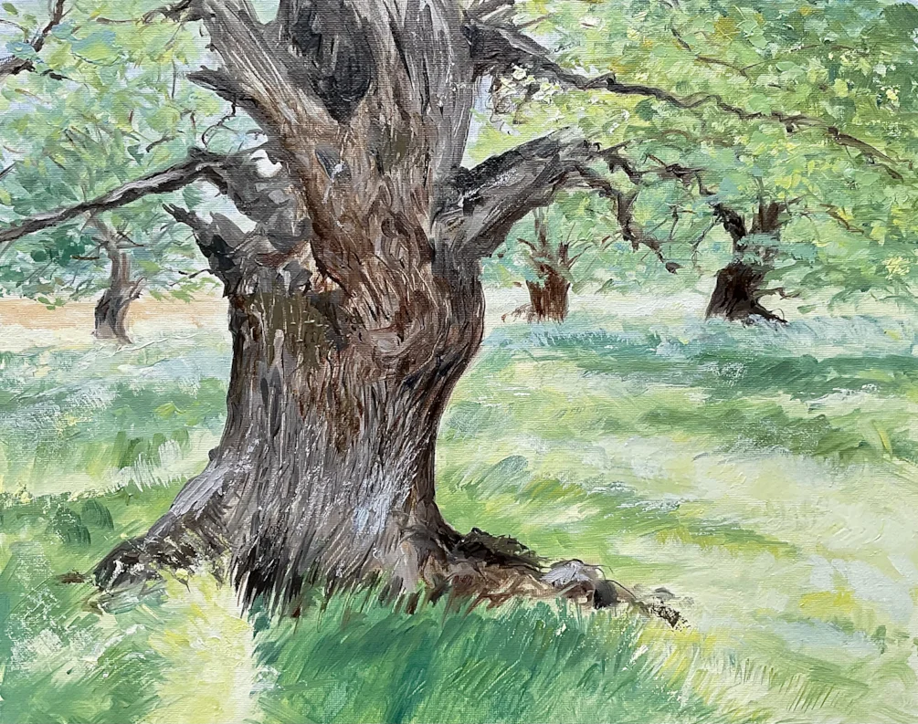 Bradgate oaks Bradgate oaks