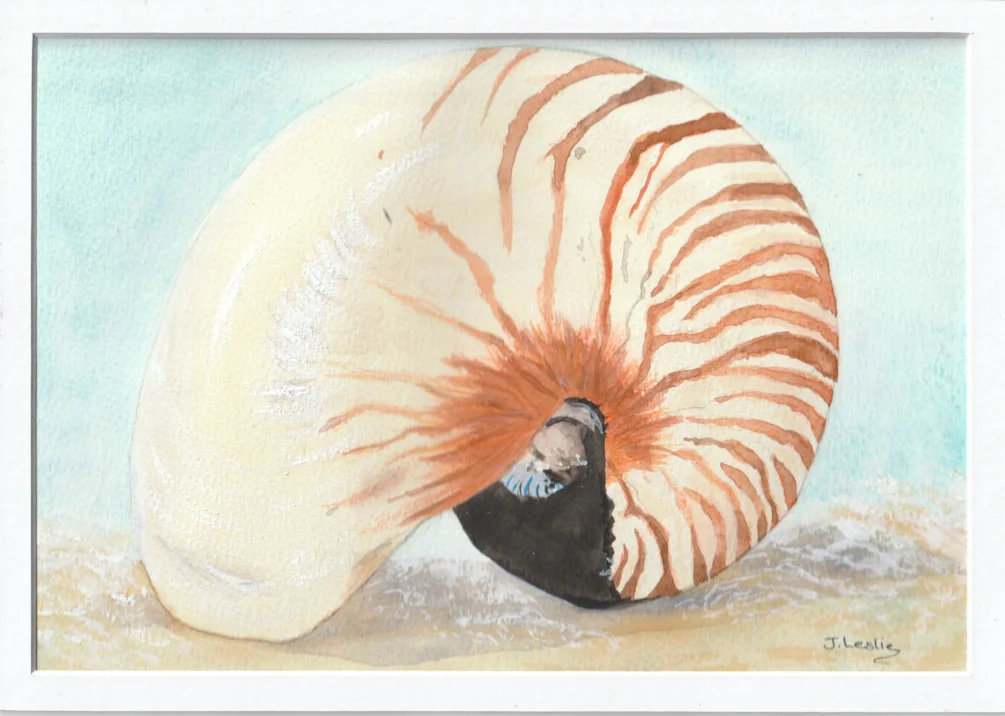 Chambered Nautilus Chambered Nautilus