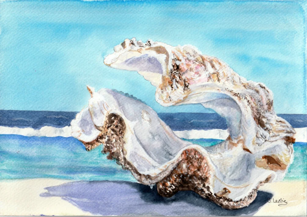 Clam shell Clam shell