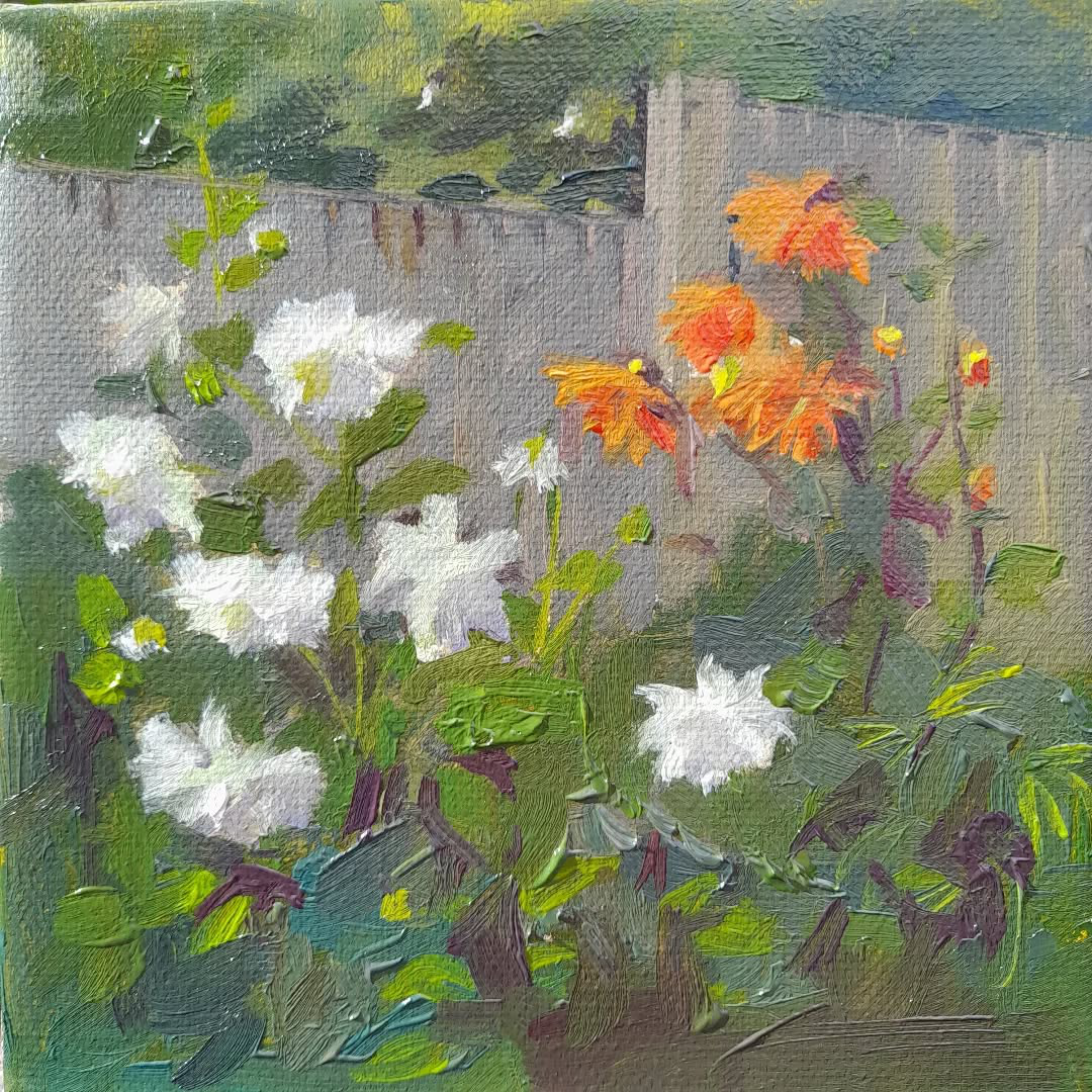 Dahlias in the garden