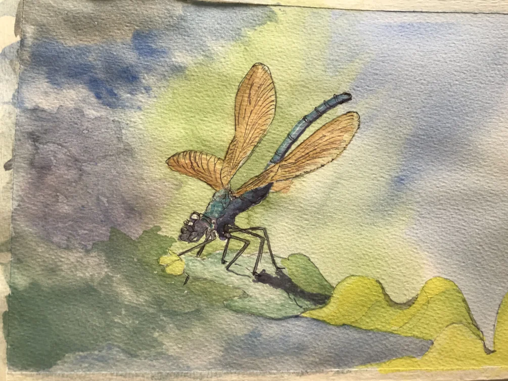 Damsille fly Damsille fly