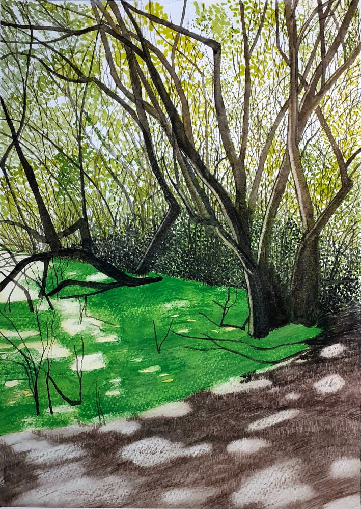 Dappled Sunlight on Swamp