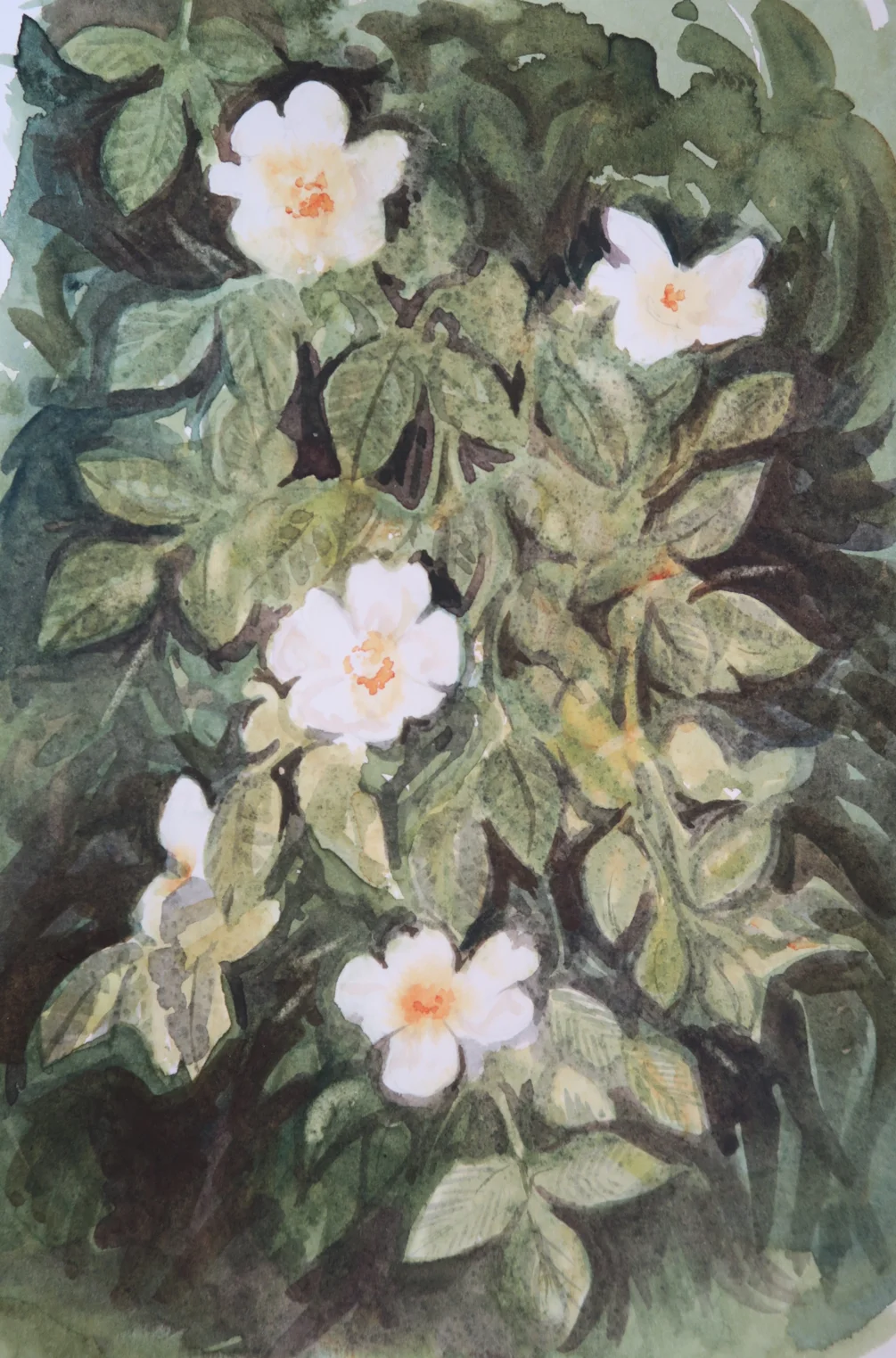 Dog roses Dog roses
