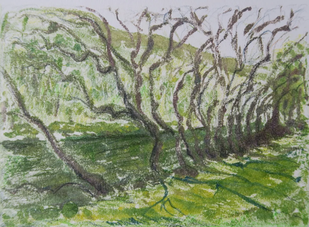Dovedale trees Dovedale trees