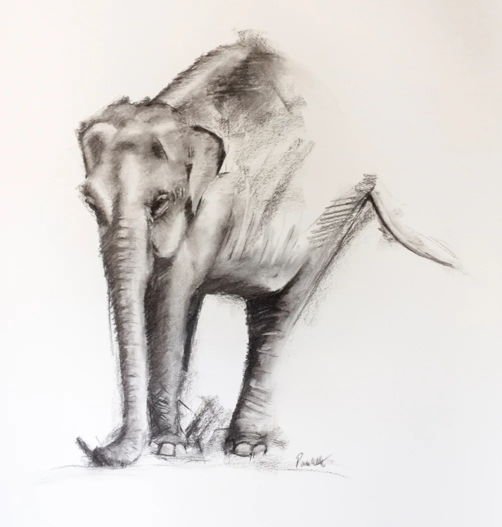Elephant Study (2) Elephant Study (2)