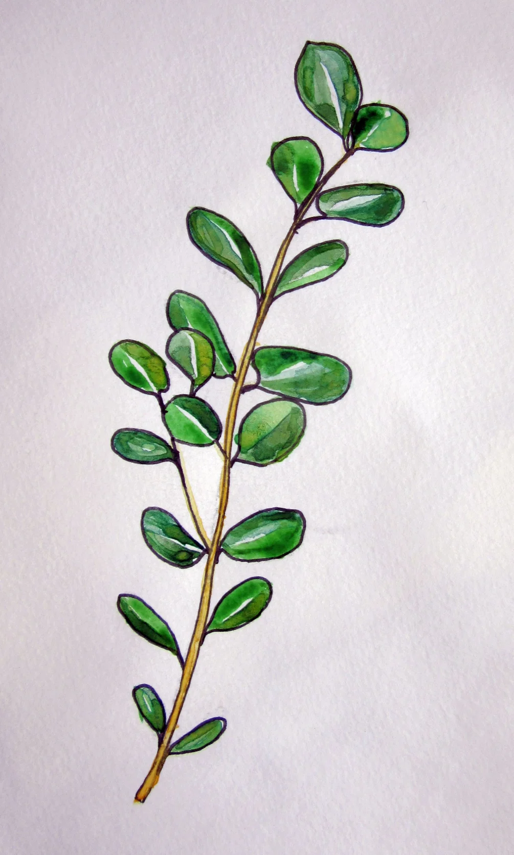 Eucalyptus Branch MD240521 Eucalyptus Branch MD240521