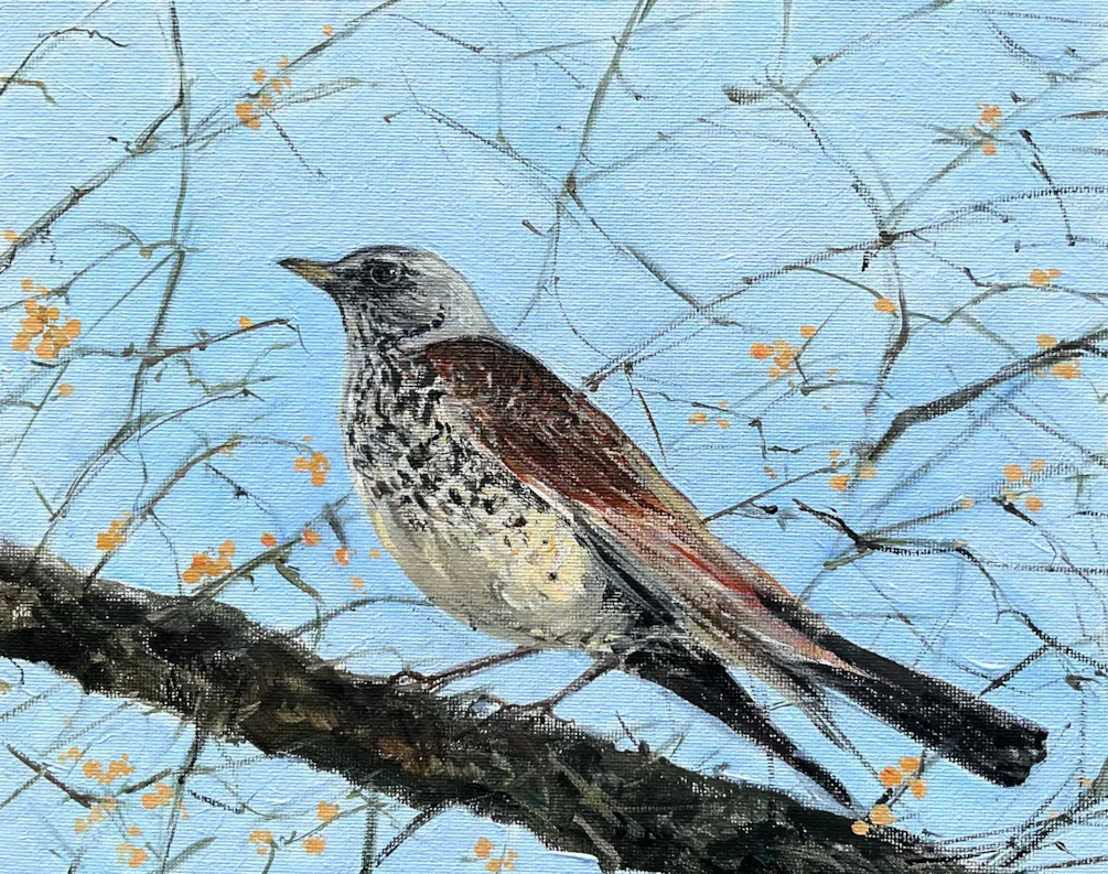 Fieldfare Fieldfare