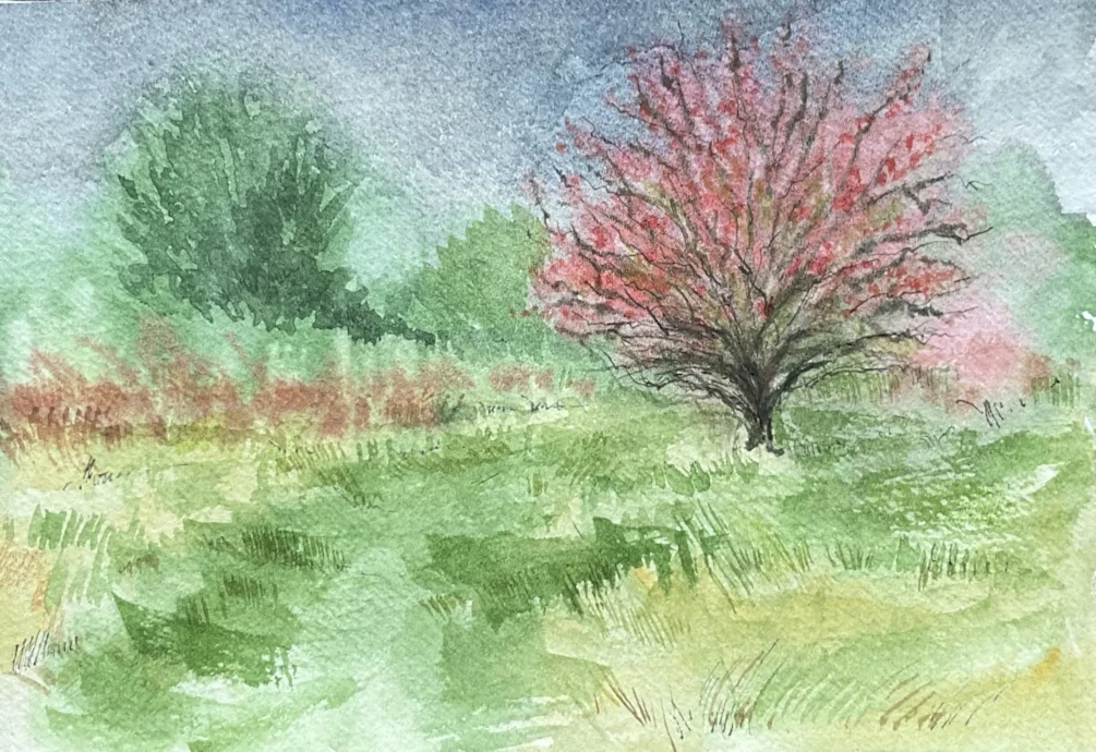 Hawthorn Hawthorn