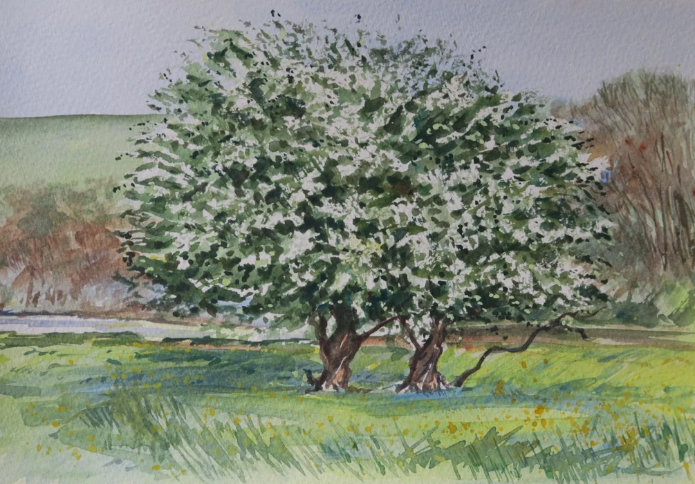 Hawthorn Hawthorn