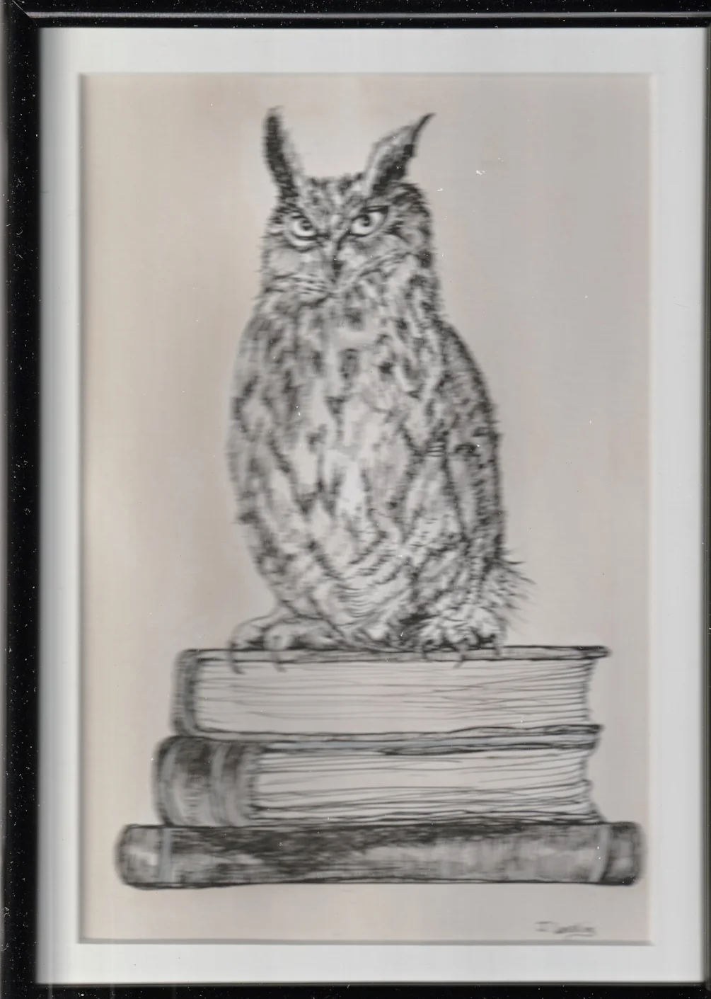 Hedwig pen & wash Hedwig pen & wash