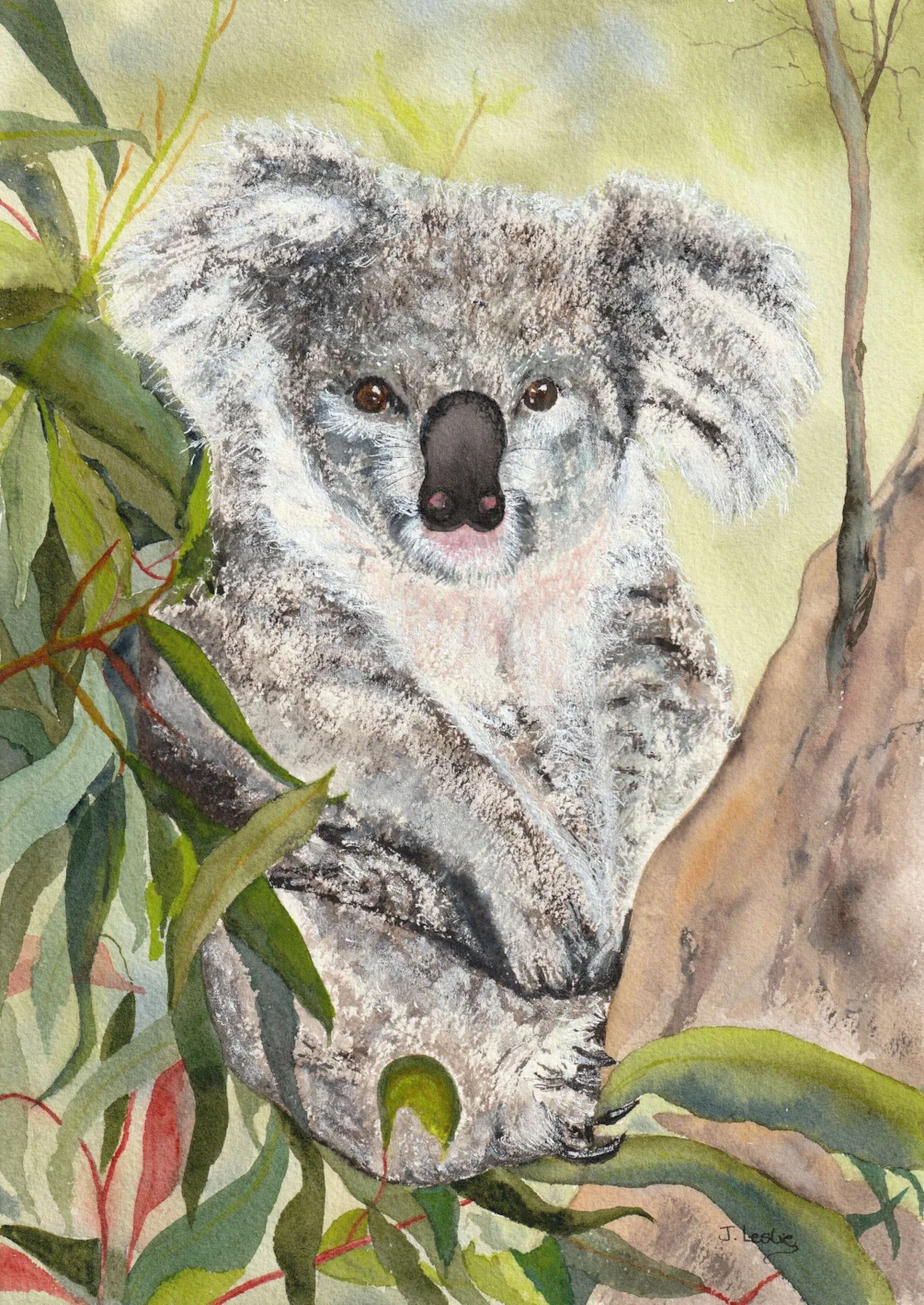 Koala Koala