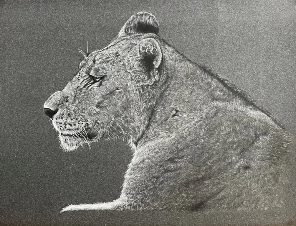 Lioness Lioness