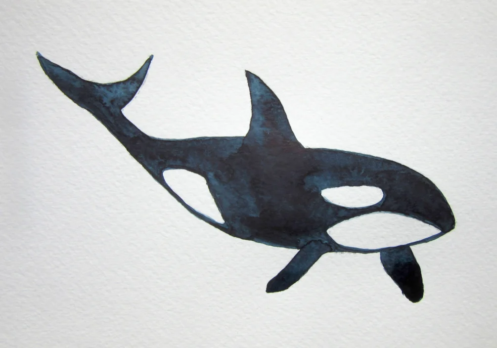 Orca MD 020521 Orca MD 020521