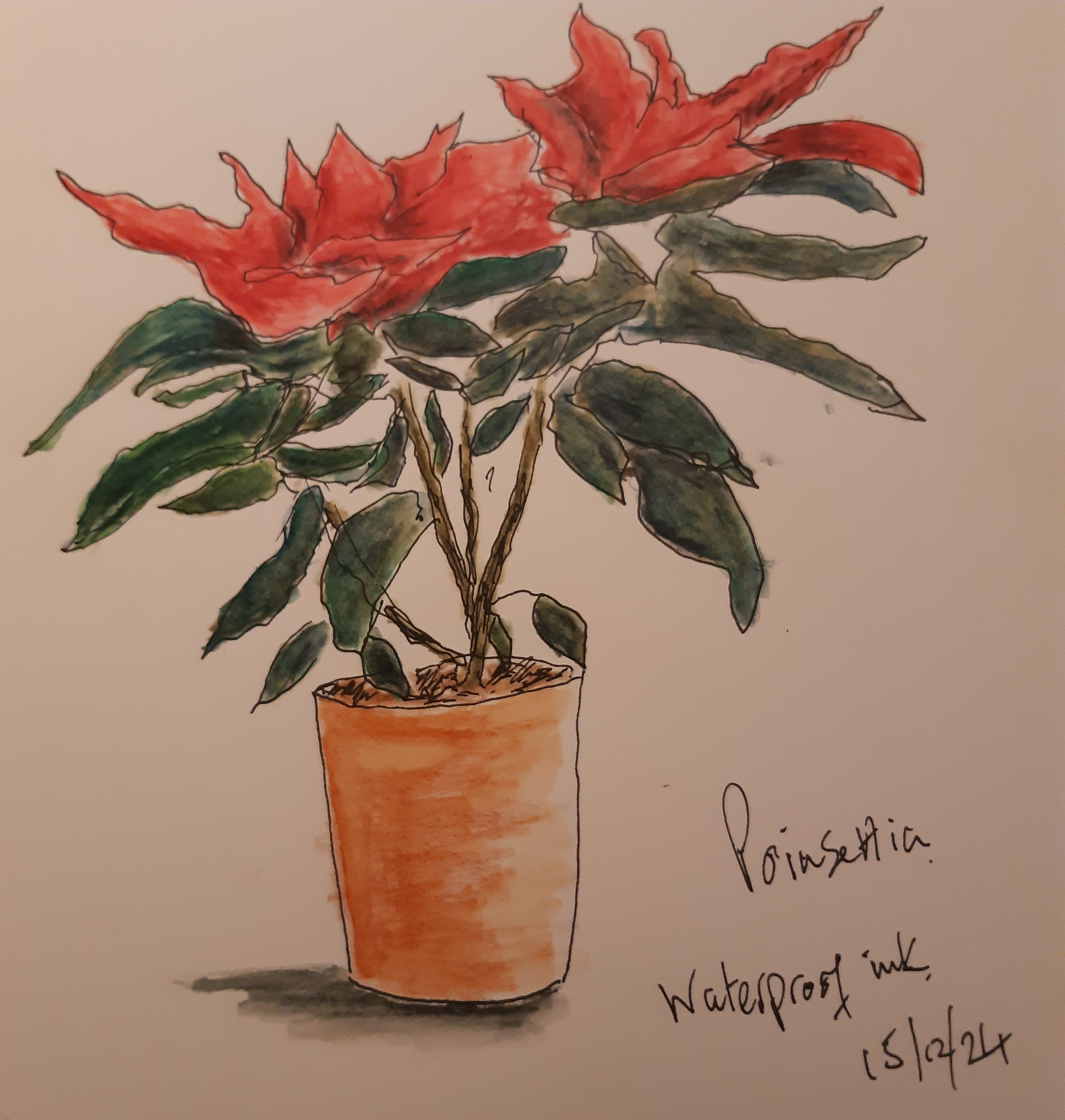 Poinsettia Xmas 2024