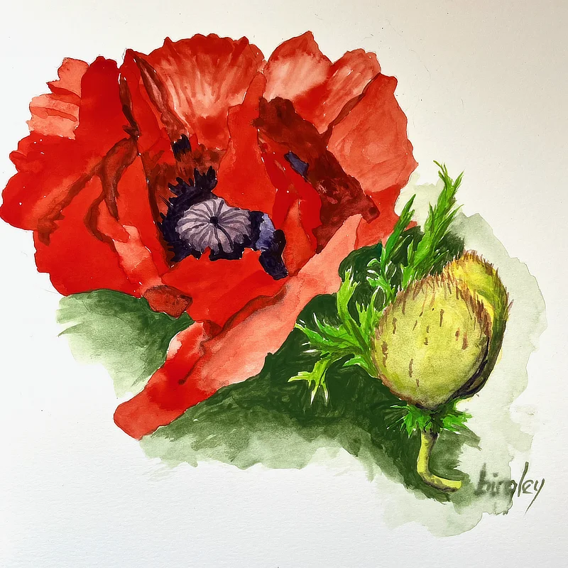 PoppyWGH PoppyWGH