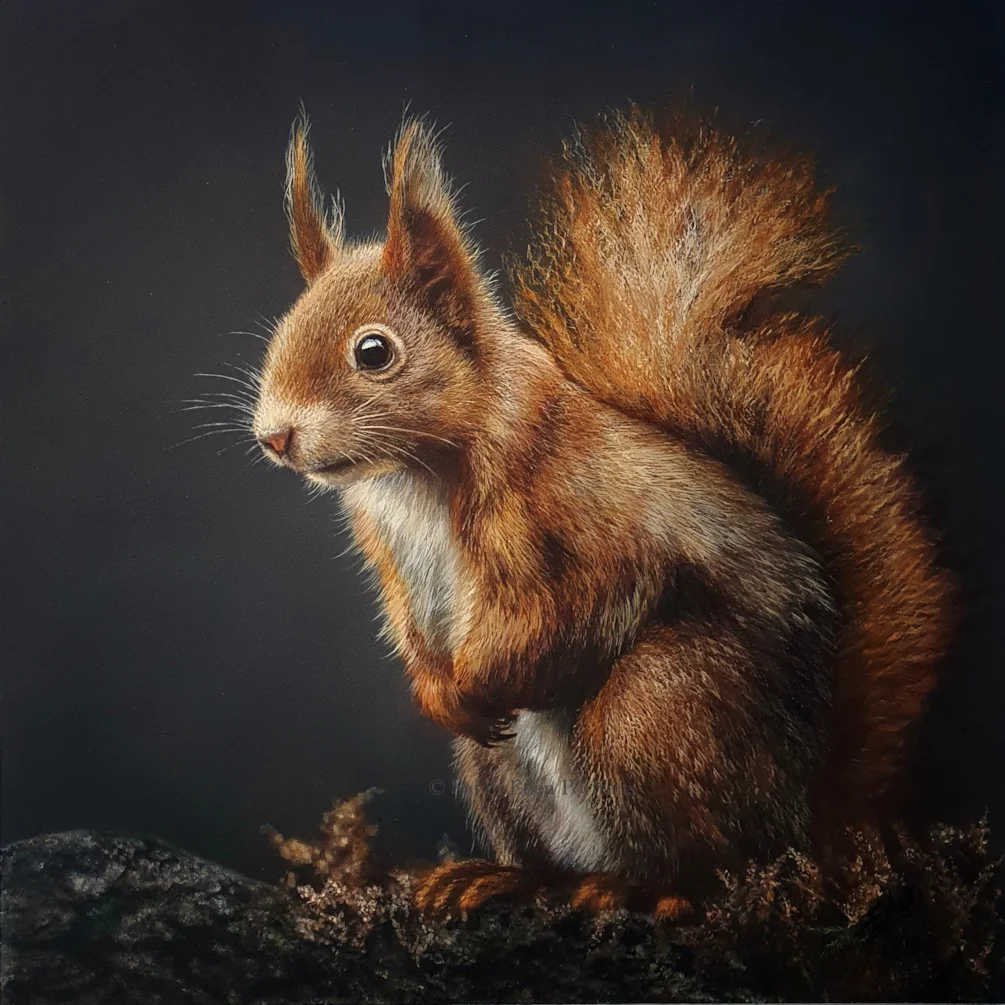 Red Squirrel WM Red Squirrel WM