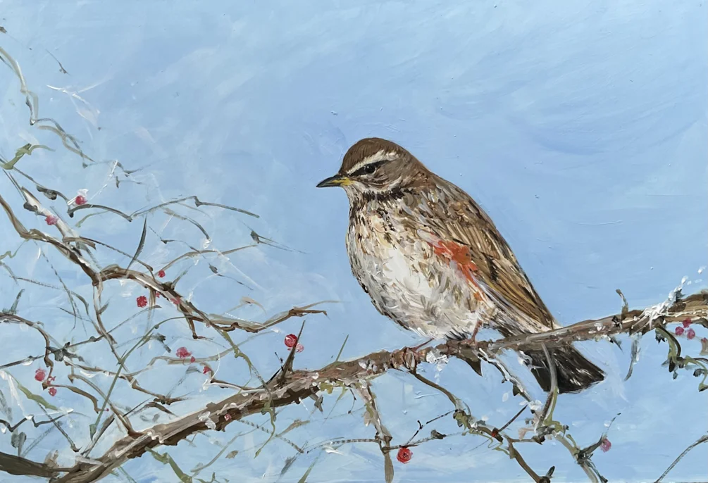 Redwing Redwing