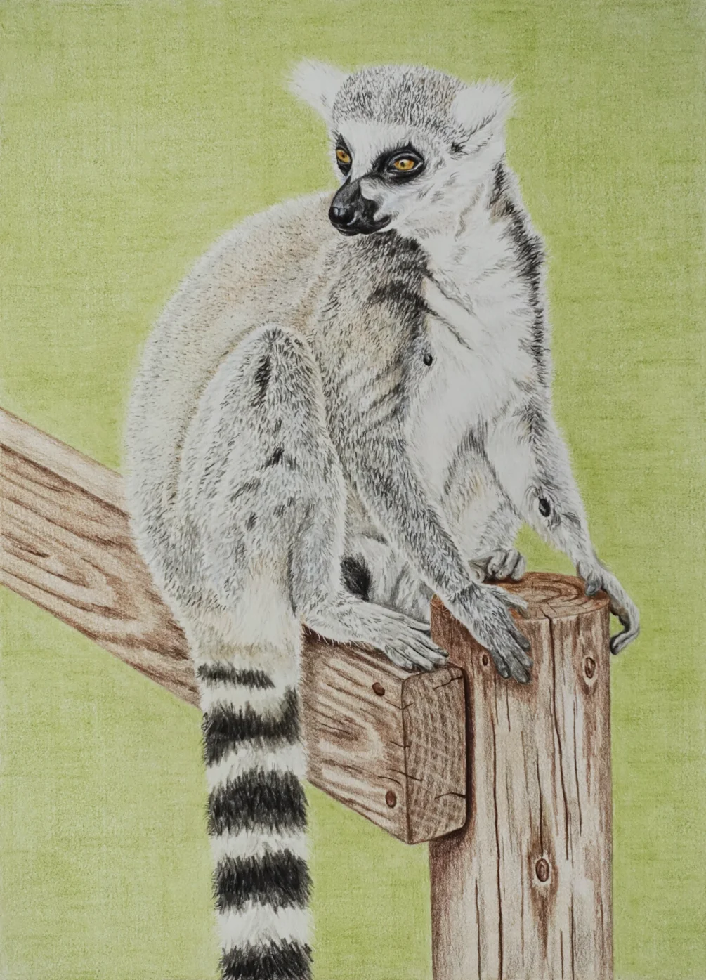 Ring Tail Lemur_3143 Ring Tail Lemur_3143