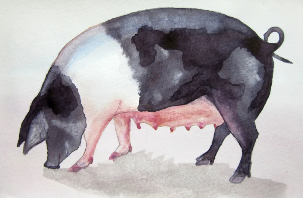 Saddleback Pig MD 270421 Saddleback Pig MD 270421
