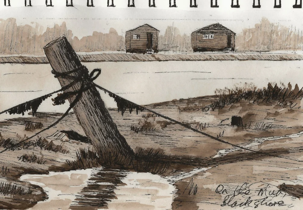 Sepia CT on the mud blackshore Sepia CT on the mud blackshore