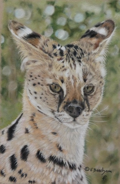 Serval