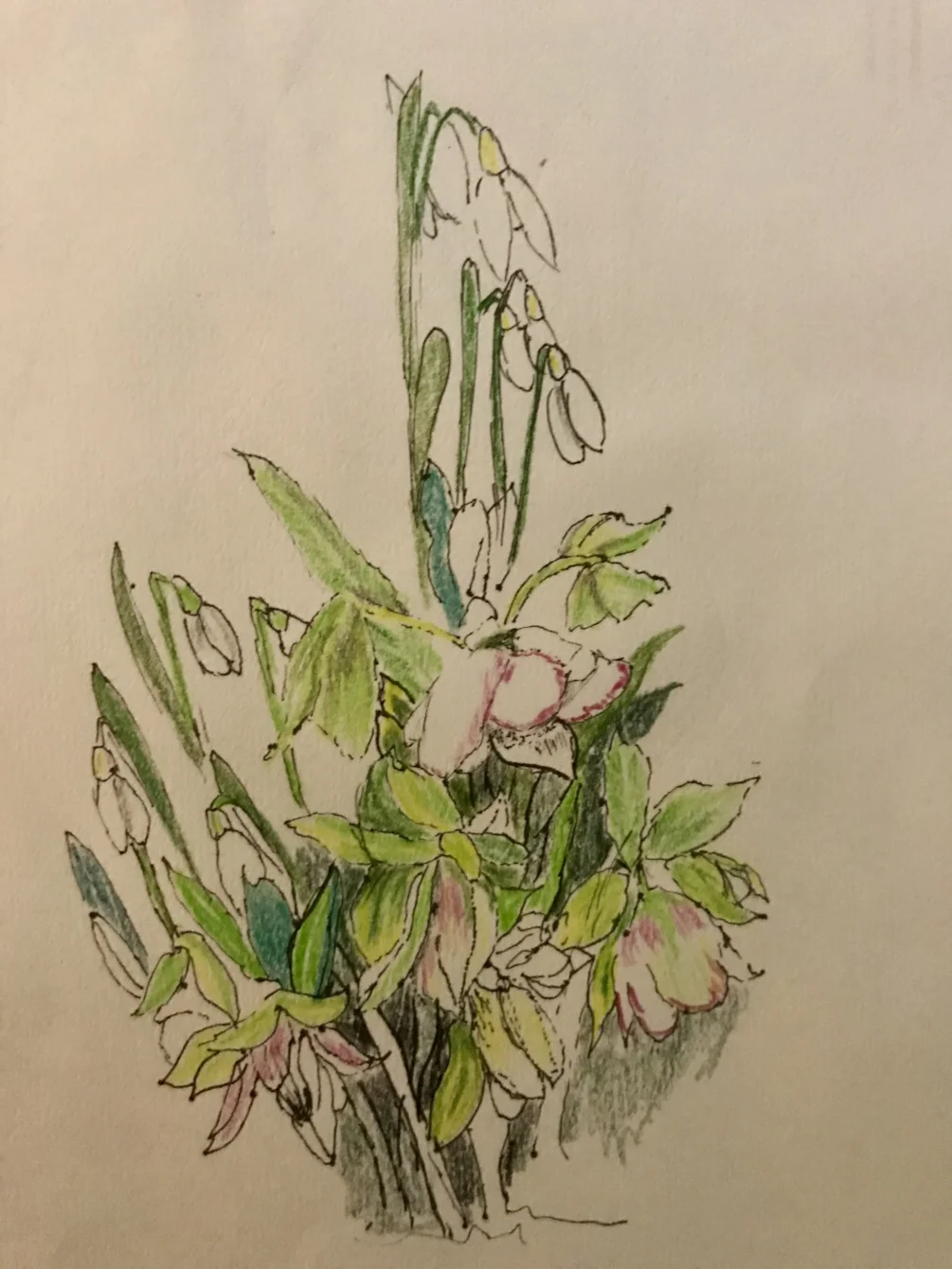 Snow drops Snow drops