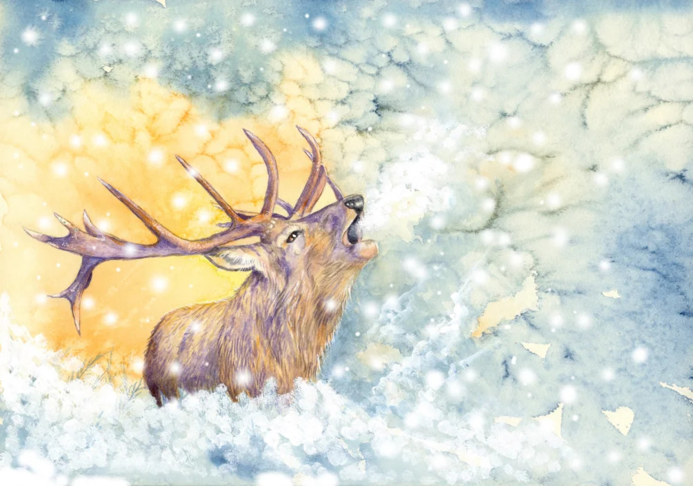 Snowstag2 2 Snowstag2 2