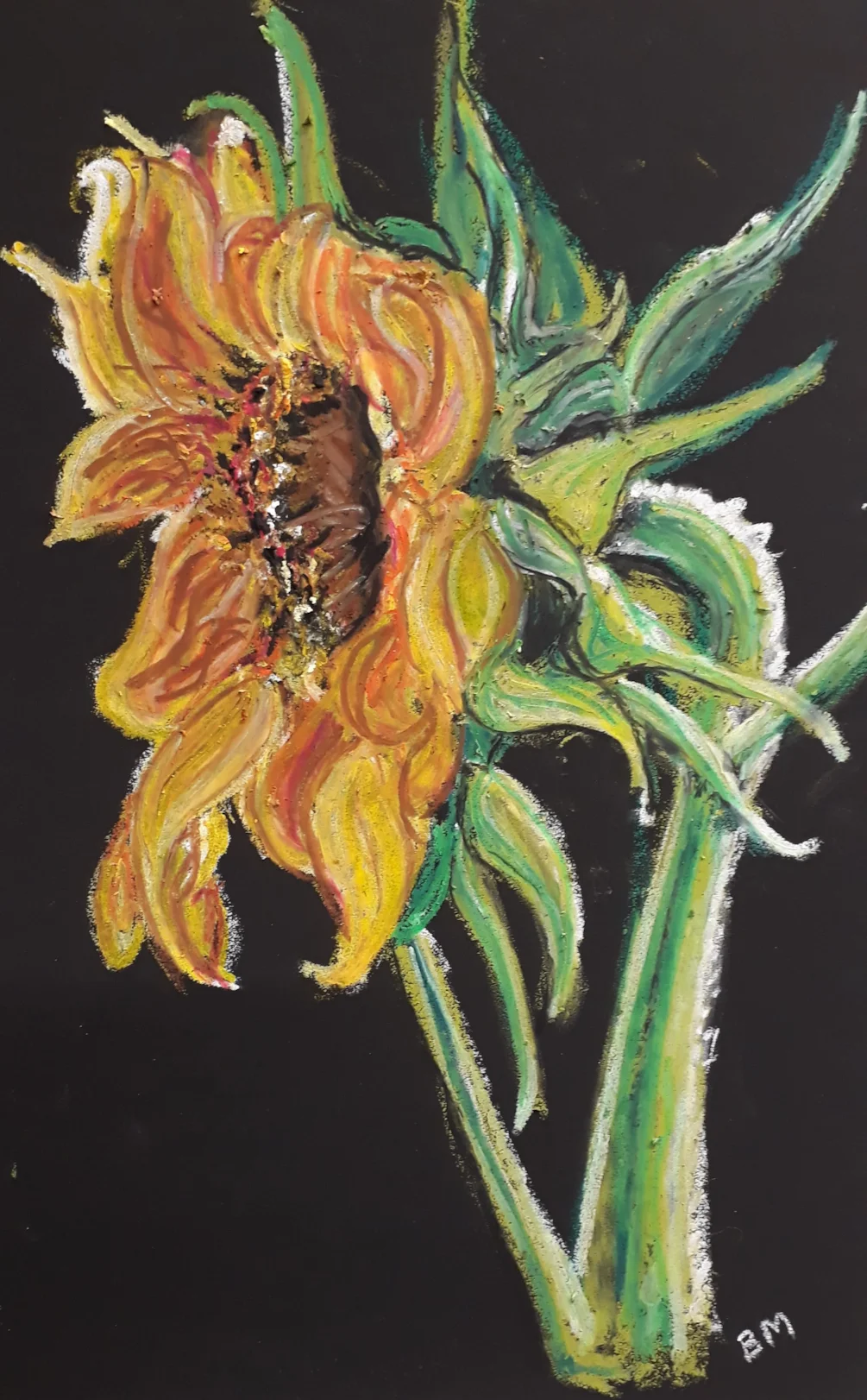 Sunflower - Oil Pastel on Black Canson Mi Tientes Paper - July 29th 2020 Sunflower - Oil Pastel on Black Canson Mi Tientes Paper - July 29th 2020