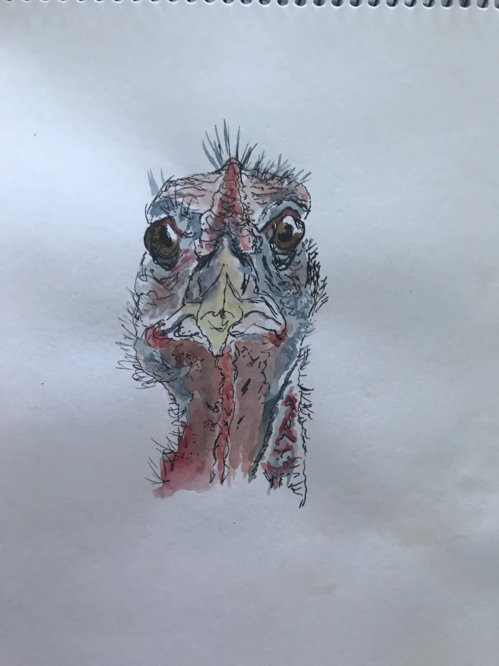 Turkey Turkey