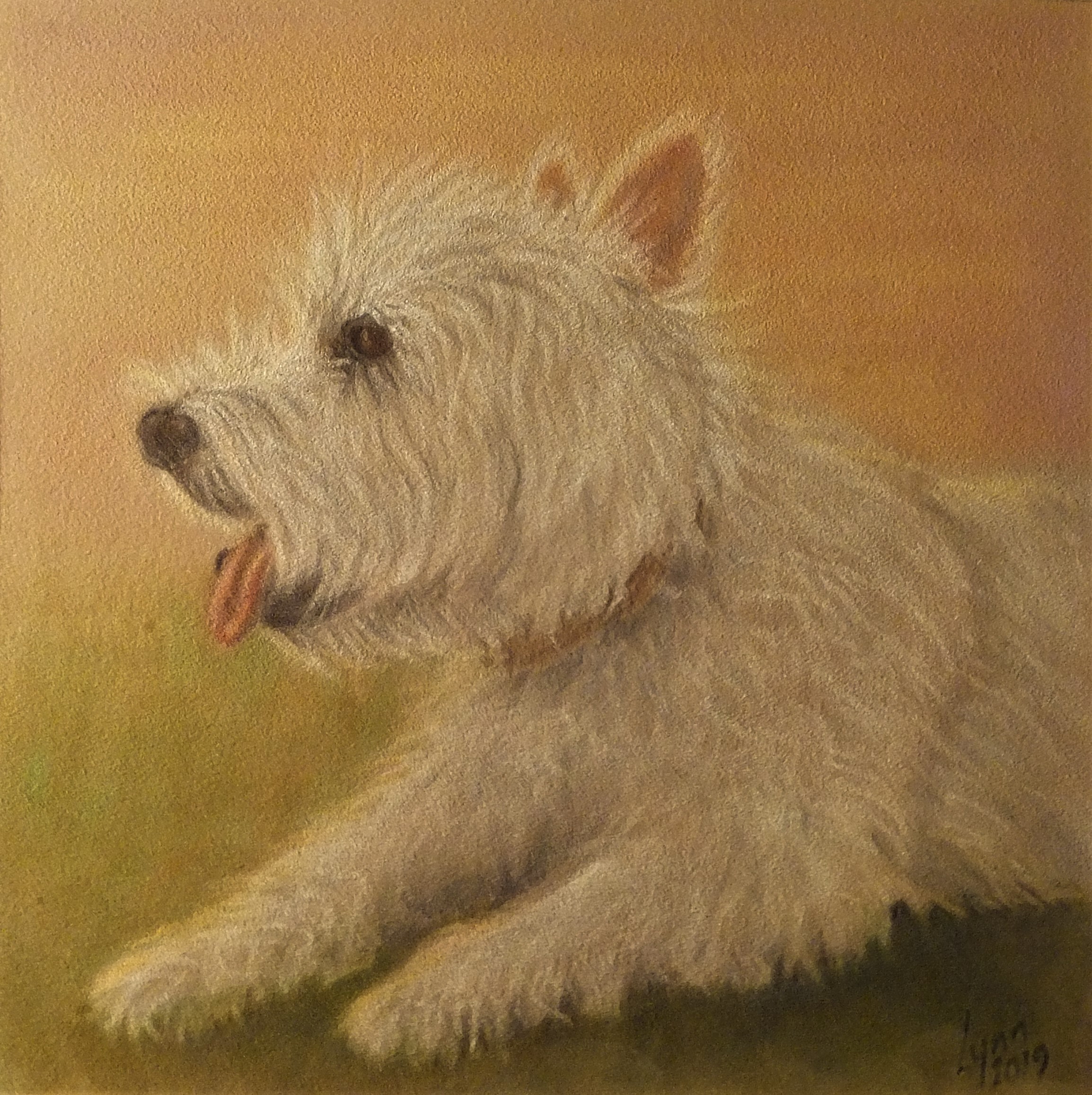 Westie