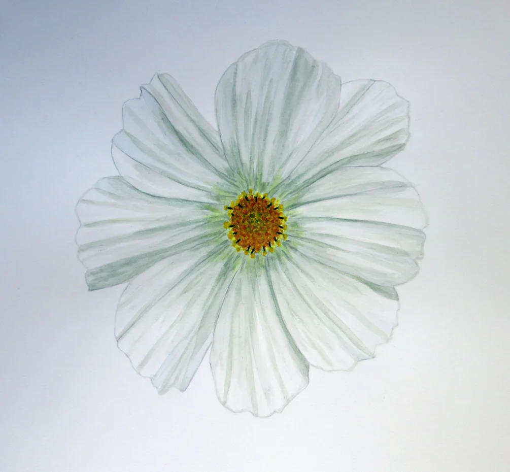 White Cosmos MD 050521 White Cosmos MD 050521