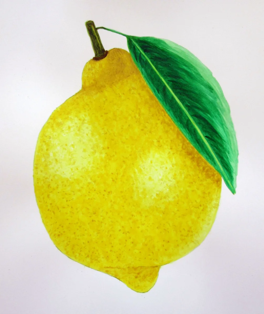 Whole Lemon MD 240421 Whole Lemon MD 240421
