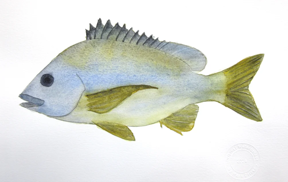 Yellowfin Bream MD300824 Yellowfin Bream MD300824