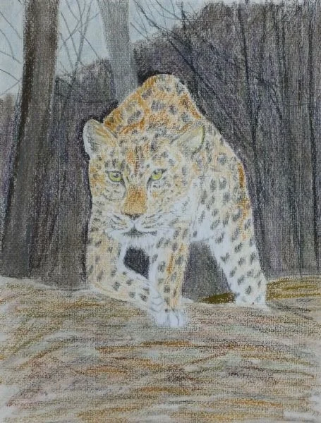 Amur leopard Amur leopard