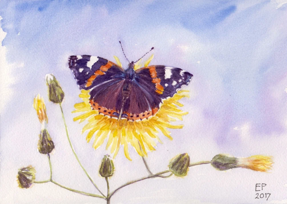 Red admiral on Corn sow-thistle Red admiral on Corn sow-thistle