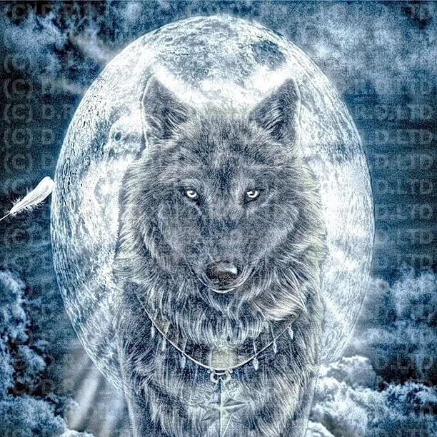 wolfs bloom wolfs bloom