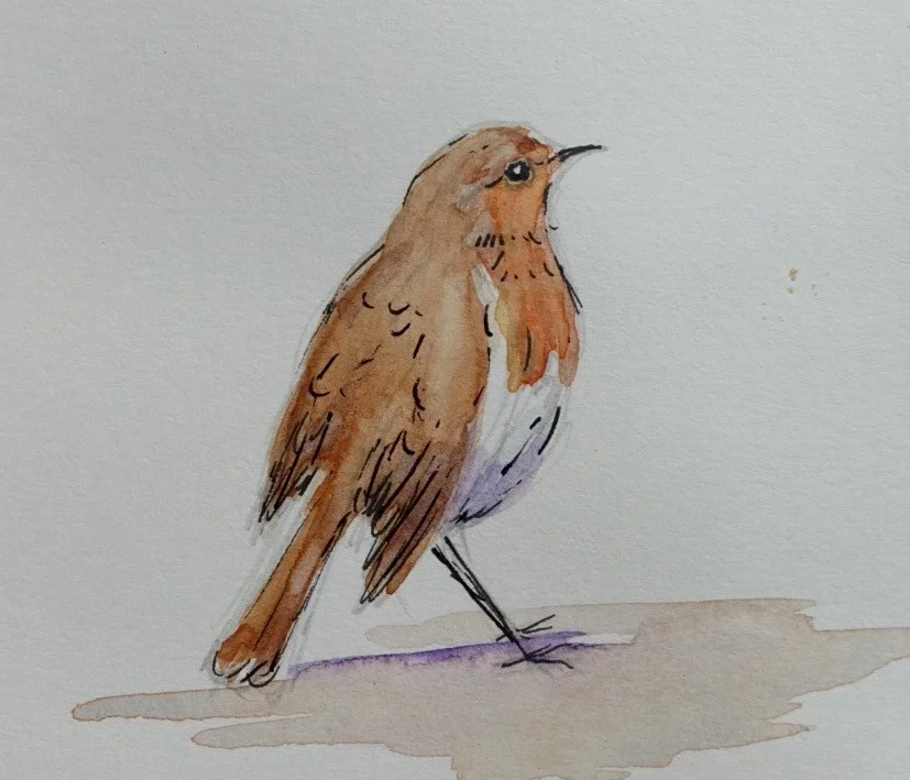 Sketch of a robin Sketch of a robin