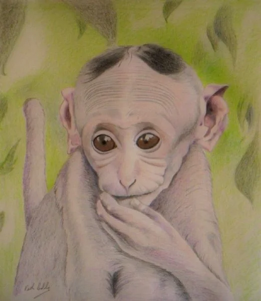 Gremlin, a Macaque monkey from Indonesia Gremlin, a Macaque monkey from Indonesia