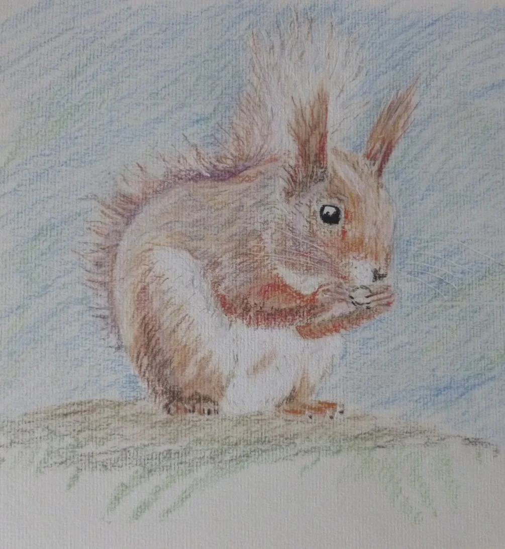 Red squirrel Red squirrel