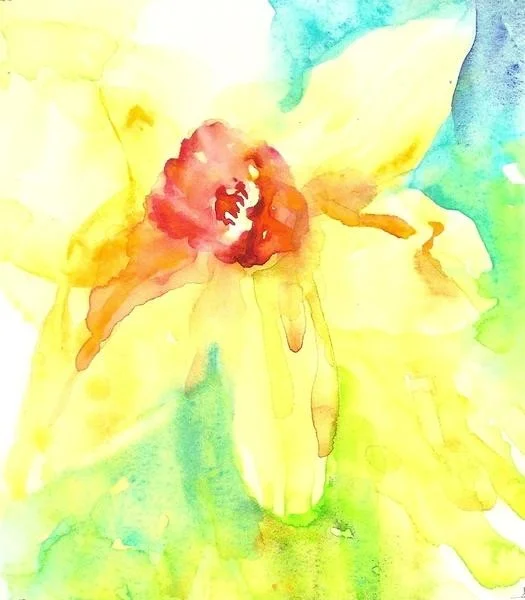 Daffodil Study 2 Daffodil Study 2