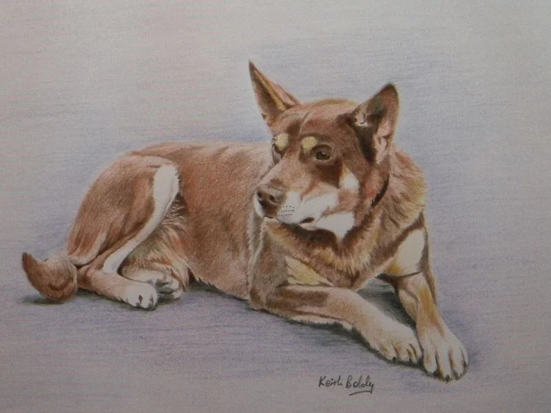 Autralian Kelpie Autralian Kelpie