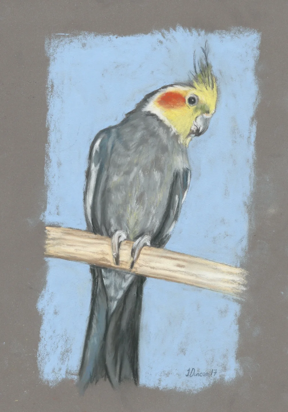 Cockatiel Cockatiel