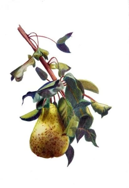 Pear Pear