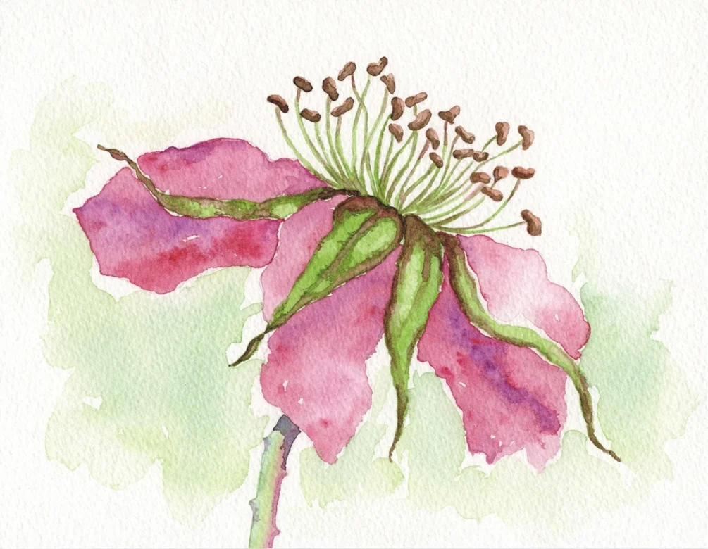 Autumn Rose Autumn Rose