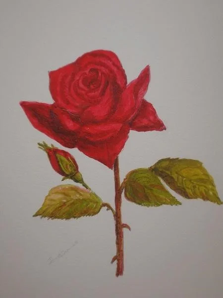 A Red Rose for Valentines Day A Red Rose for Valentines Day