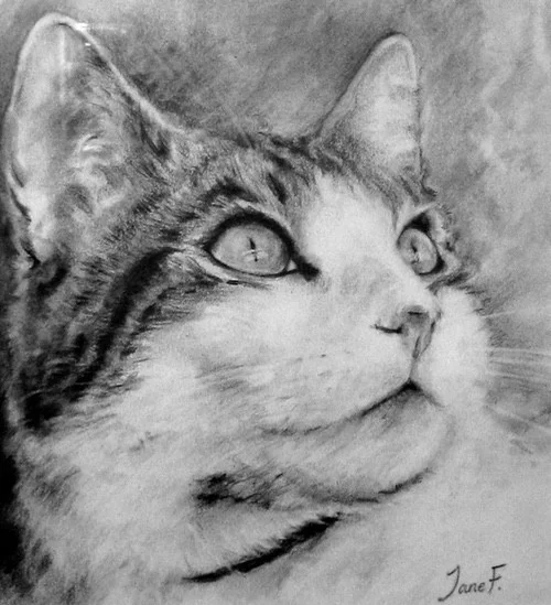 Tabby & white, pencil Tabby & white, pencil