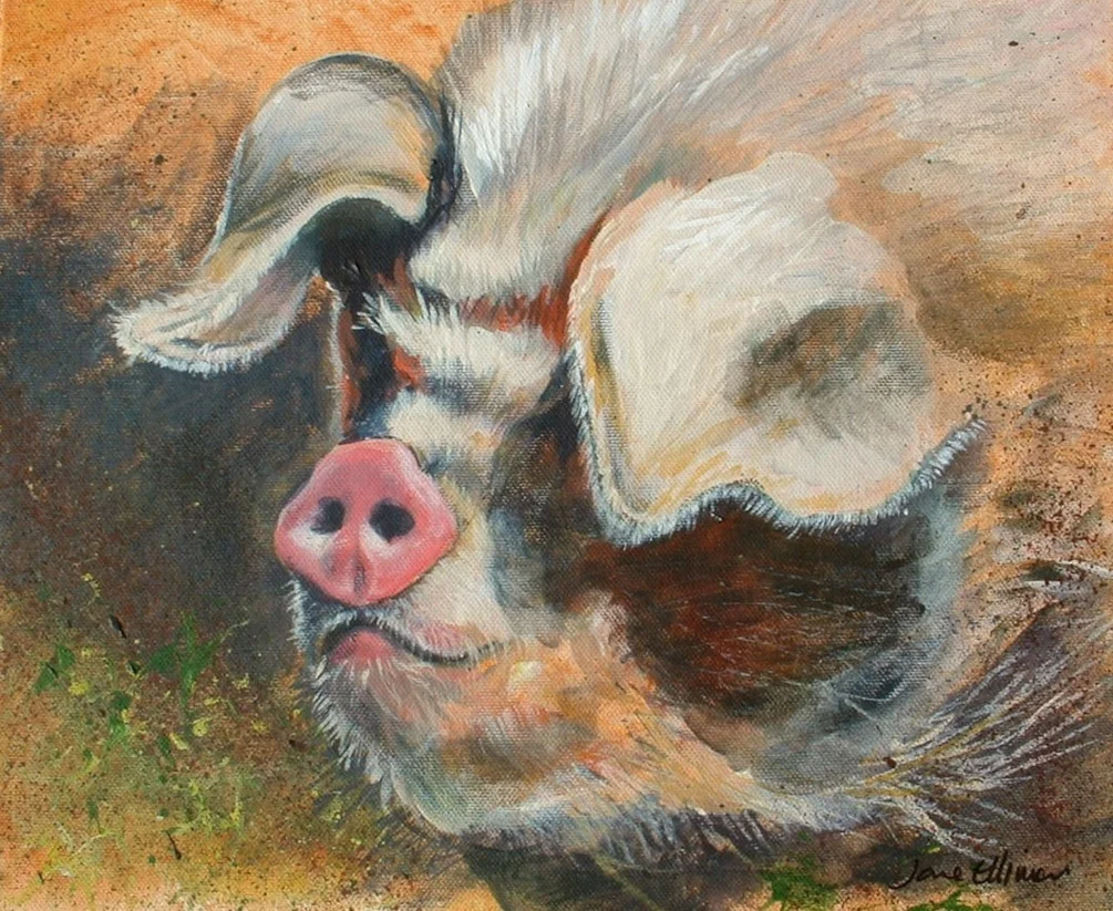 Middle White Pig Middle White Pig